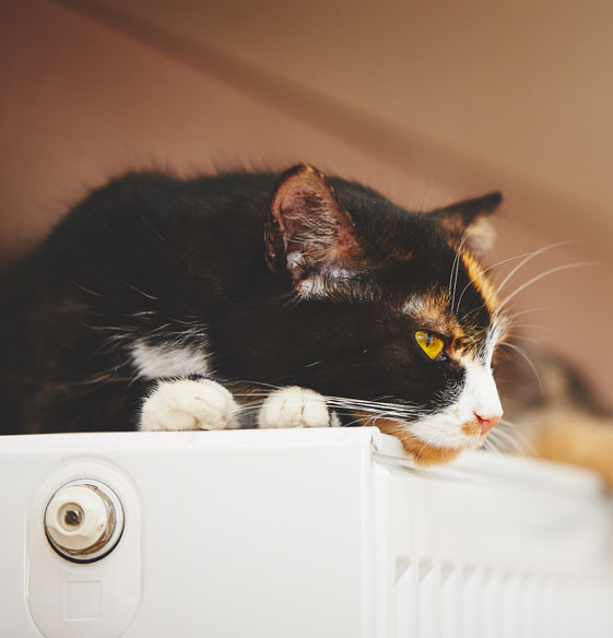 Solarthermische Wärme geniessen Zufriedene Katze liegt auf Heizkörper und geniesst die solarthermische Wärme von der Sonne.